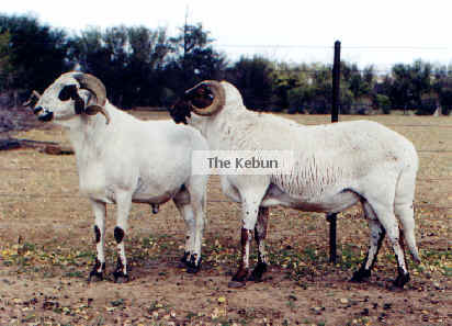 Sheep Breeds « The Kebun